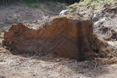 Ein weites Feld, 2020, Nina Torp