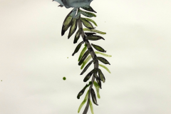NLB_Kismet_02_1000px