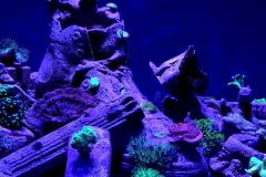 10_Strange-Paradise_Aniol-Kuhnert_1000px