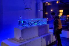 13_Strange-Paradise_Aniol-Kuhnert_1000px