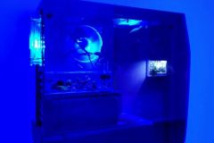 15_Strange-Paradise_Aniol-Kuhnert_1000px