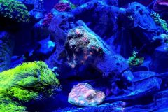 18_Strange-Paradise_Aniol-Kuhnert_1000px