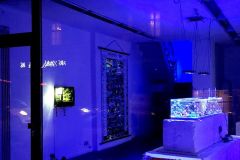 1_Strange-Paradise_Aniol-Kuhnert_1000px