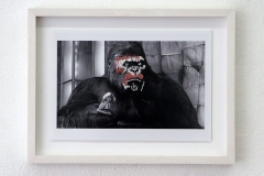 KingKong